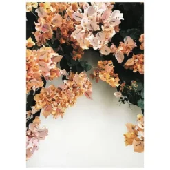 Bougainvillea Print