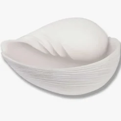 Conch Shell