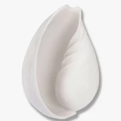 Conch Shell