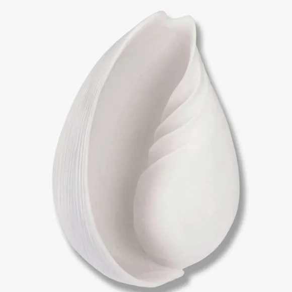 Conch Shell